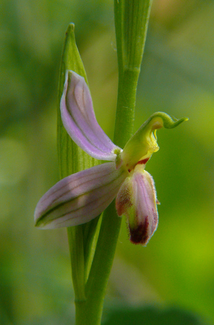 Ophrys apifera var. tilaventina